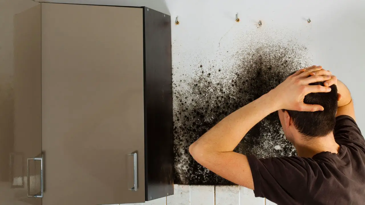 How to Banish Mold in Drywall Behind Kitchen Cabinets: Ultimate Guide
